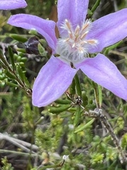 Philotheca reichenbachii