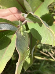 Oecanthus