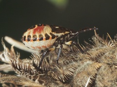 Carpocoris