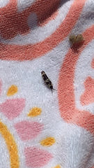 Scythris trivinctella