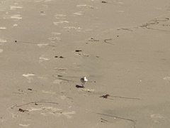 Charadriiformes