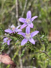Philotheca reichenbachii