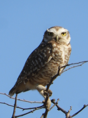 Athene cunicularia