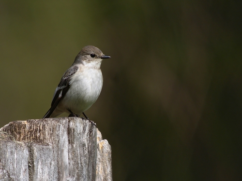 Collared Flycatcher