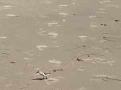 Charadriiformes