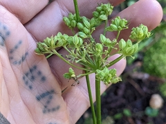 Cymopterus lemmonii