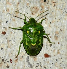 Banasa euchlora