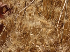 Hordeum
