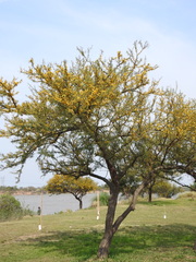 Vachellia caven