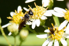 Ectemnius