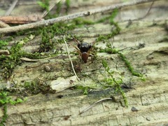 Zygoballus rufipes
