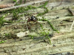 Zygoballus rufipes