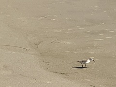 Charadriiformes