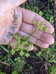 Cymopterus lemmonii