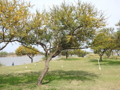 Vachellia caven