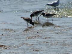 Haematopus ostralegus
