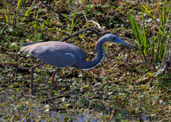 Egretta tricolor
