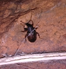 Otiorhynchus