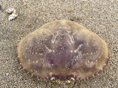 Metacarcinus magister