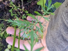 Cymopterus lemmonii
