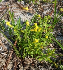 Gratiola aurea