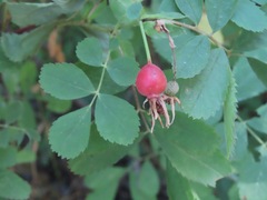 Rosa acicularis