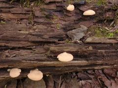 Crepidotus crocophyllus