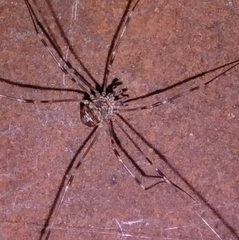Dicranopalpus