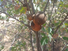 Andricus quercuscalifornicus
