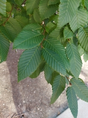 Carpinus