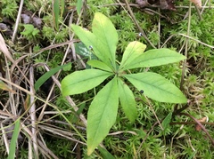 Lysimachia borealis