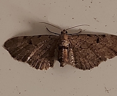 Eupithecia absinthiata