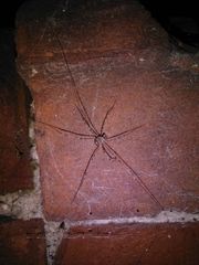 Dicranopalpus