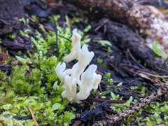 Clavulina rugosa
