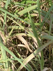 Helophilus fasciatus