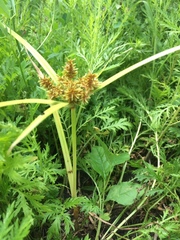 Cyperus