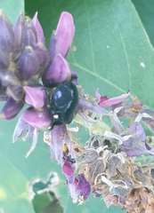Plagiodera versicolora