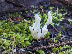 Clavulina rugosa