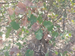 Quercus douglasii
