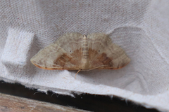 Idaea degeneraria