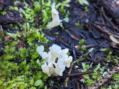 Clavulina rugosa