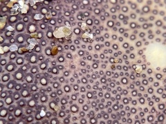 Metacarcinus magister