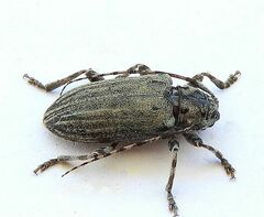 Glaucotes yuccivorus