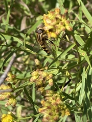 Helophilus fasciatus