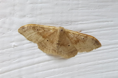 Idaea degeneraria
