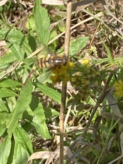 Helophilus fasciatus