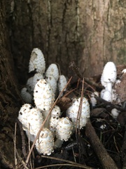 Coprinopsis variegata