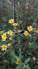 Bidens aristosa