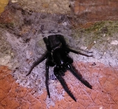 Segestria florentina