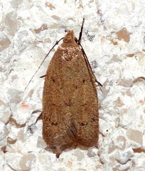 Inga obscuromaculella